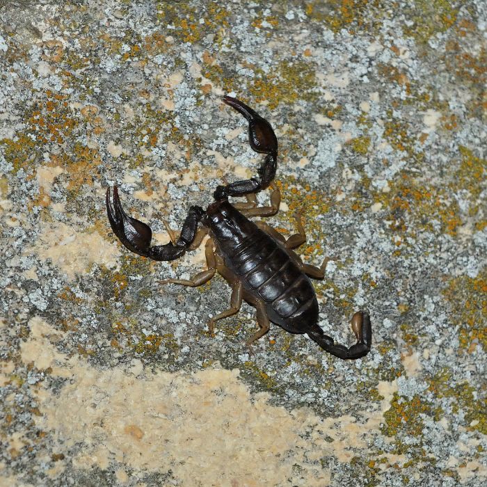 Видове скорпиони в България и съвети за безопасност