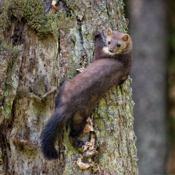 Белките в градината през зимата: Поведение и навици, които могат да причинят щети