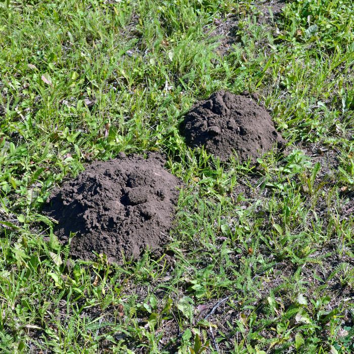 Как да защитим градината от сляпо куче и къртици, без да увреждаме почвата?