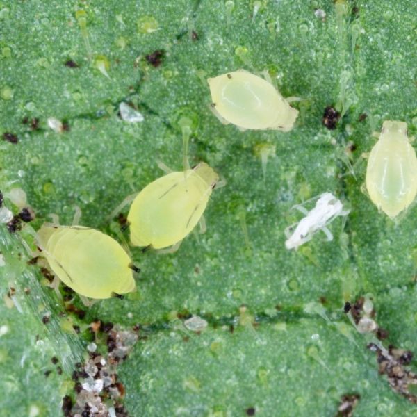 Домашни средства за борба с листни въшки: Природни методи за здрава градина