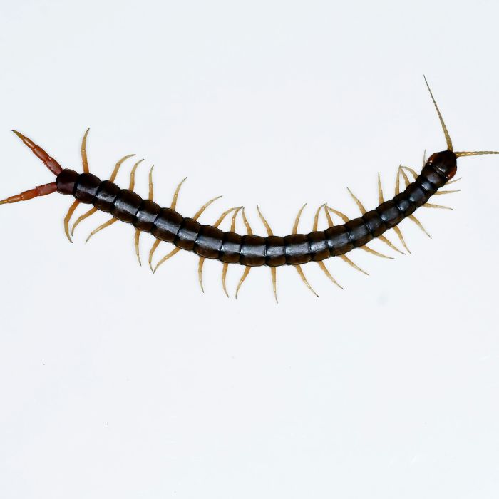 Сколопендра (Скрипя) – Как да се защитим от опасното ухапване и как да я унищожим?