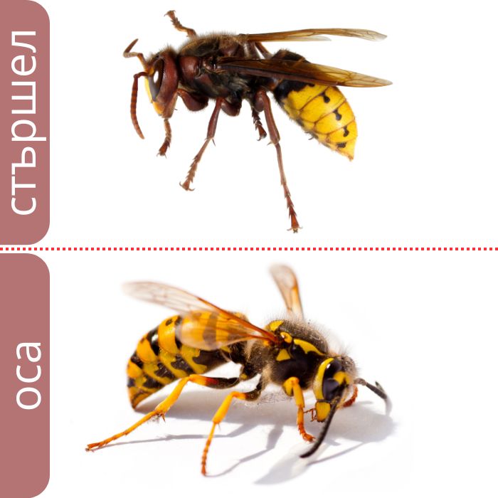 Каква е разликата между стършел и оса?