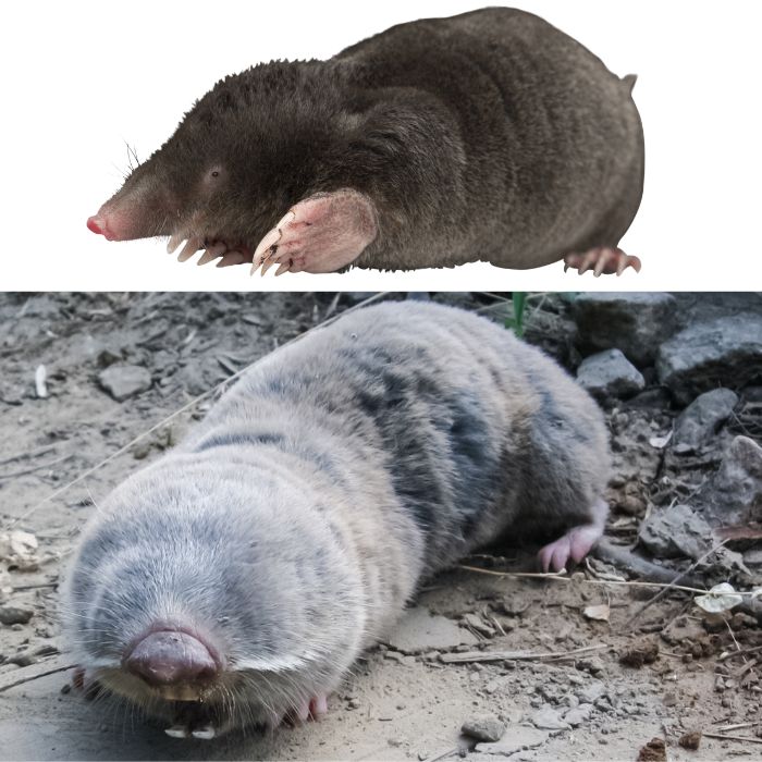 Сляпо куче или къртица? Как да разпознаем врага в градината