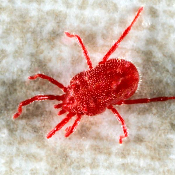 Кокошинка (Dermanyssus gallinae)