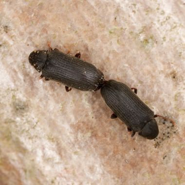 видове дървояди