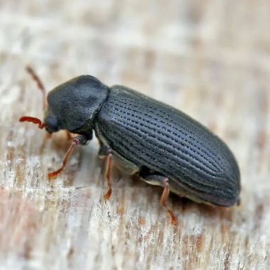 дървояд брънбър