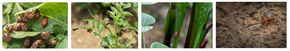 колорадски бръмбър