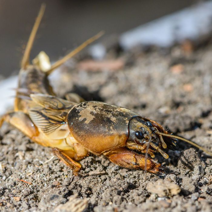 поповото прасе - конощип