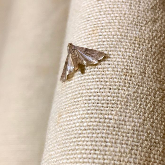 дрешен молец