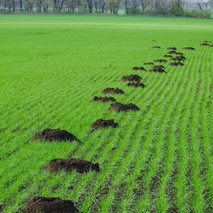 Следи от къртици и сляпо куче
