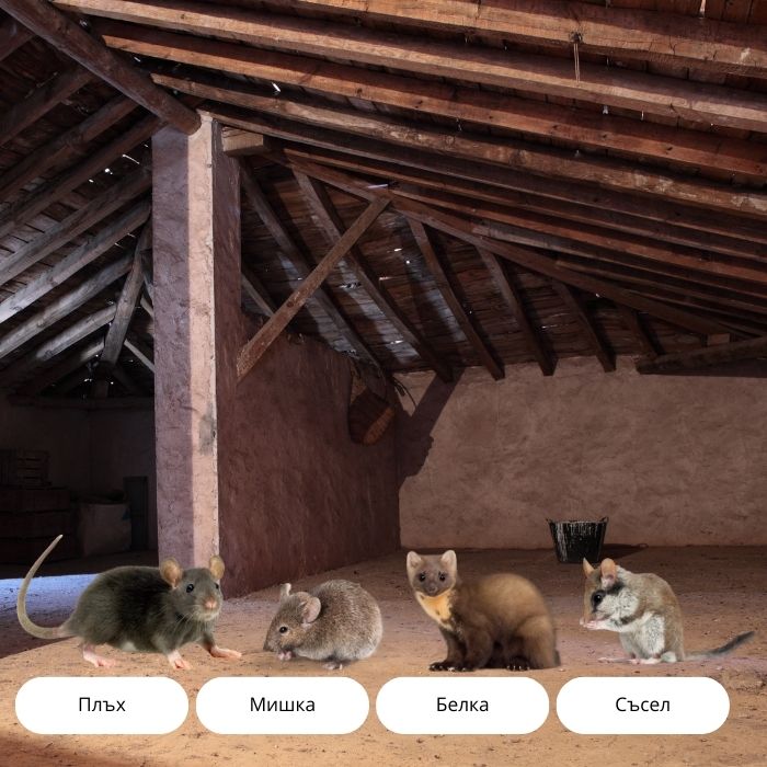 Какъв вредител има на тавана