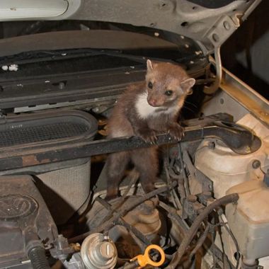 щети от белка в автомобил