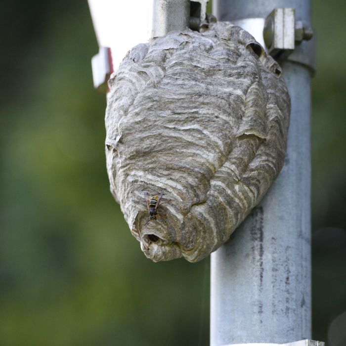 Гнездо на оси