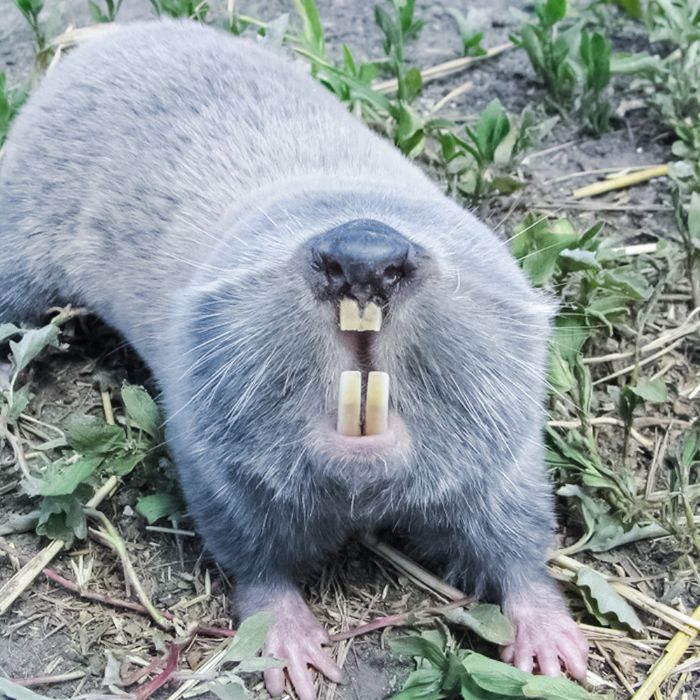 Сляпото куче (Spalax leucodon)