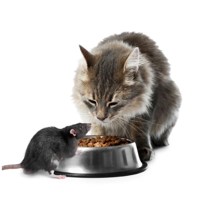 Не оставяте открита храна на домашни л