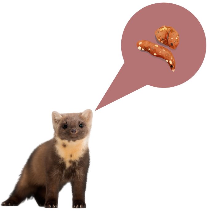 Екскременти от белка