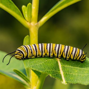 Гъсеница на листо