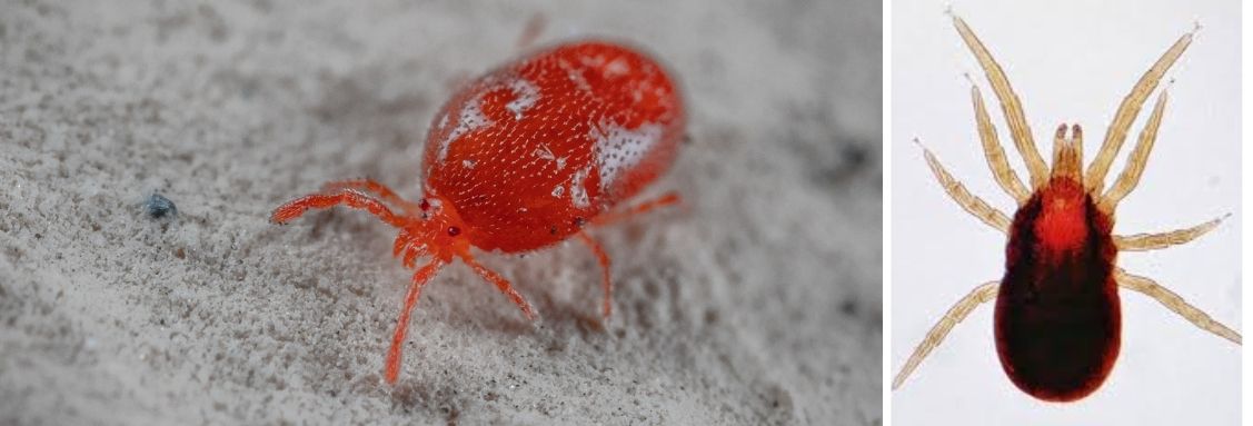 Птичи акари