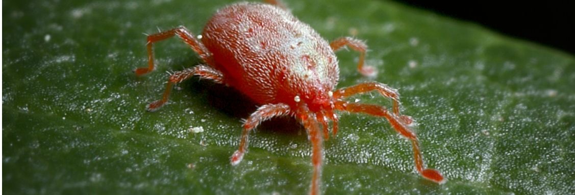 Акари по листата