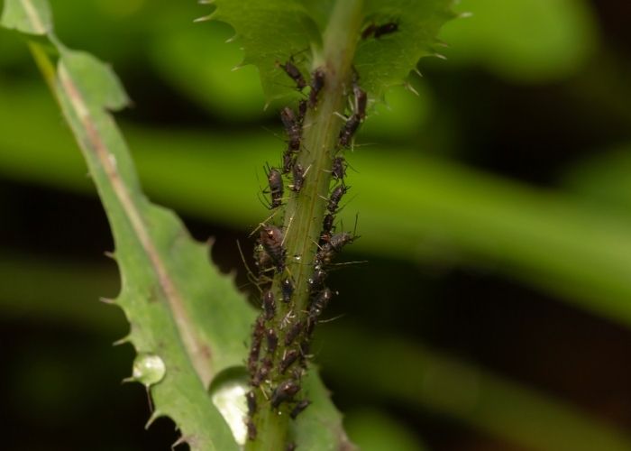 лоистни въшки върху растение