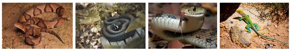 видове змии и гущер