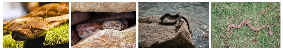 местообитание змии