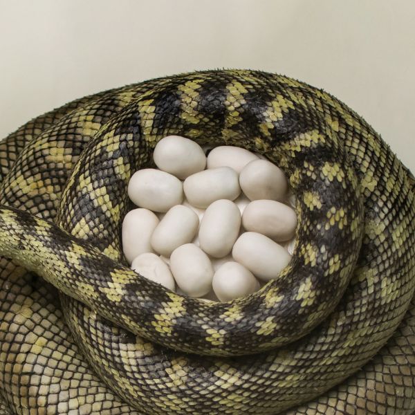 змии размножаване и яйца
