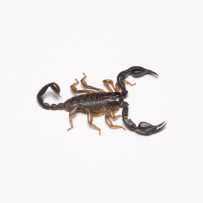 Скорпиони в българия (Euscorpius carpathicus)