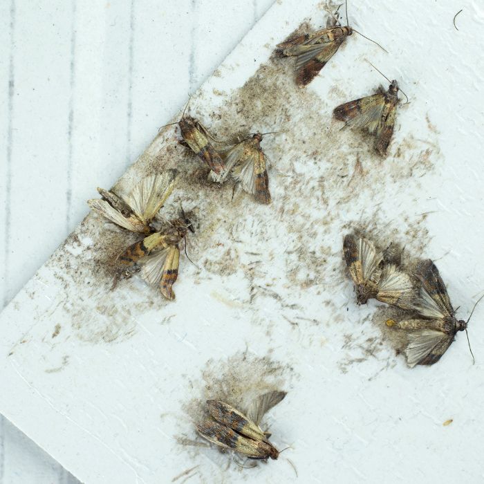 феромонов капан за молци