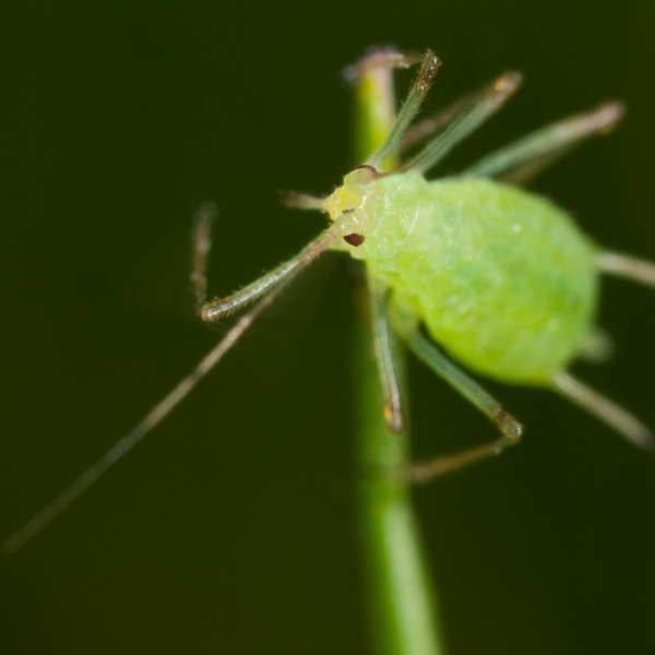 листна въшка под микроскоп