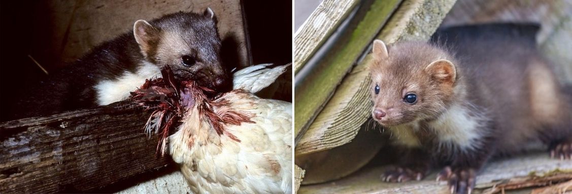 Навици на белката