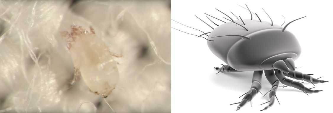 Как се размножават акарите