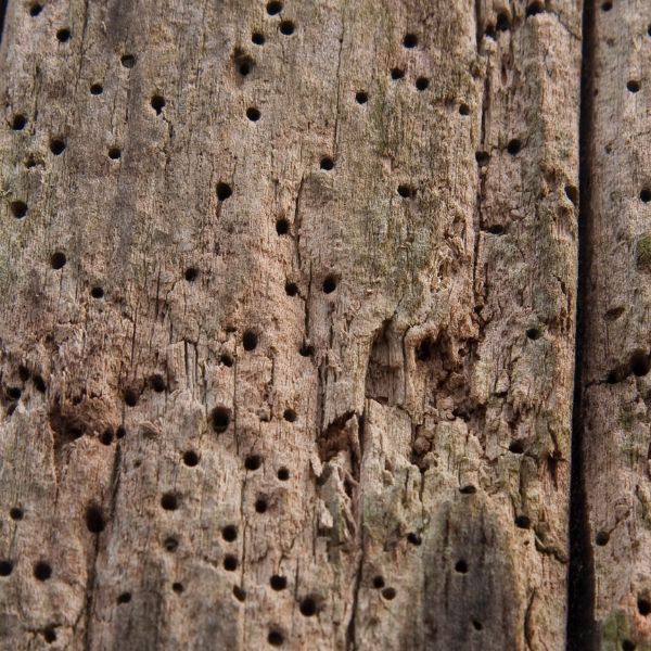 мебели разрушени от дървояд