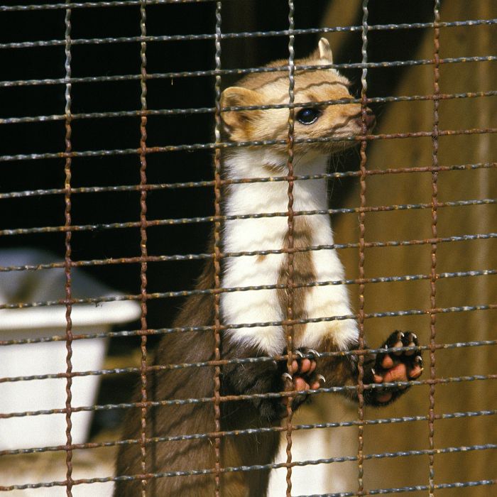ограничаване на достъпа на белки