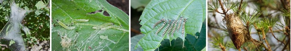Щети от гъсеница по растенията
