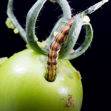 Листогризеща нощенка гъсеница
