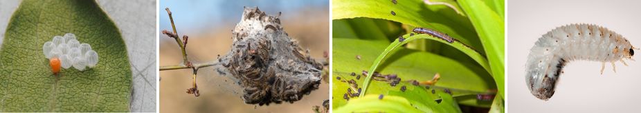 Гъсеници размножаване, ларви и яйца