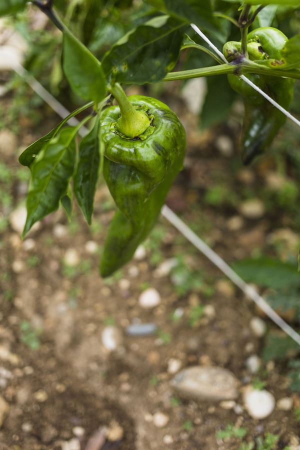 вредители по чушките