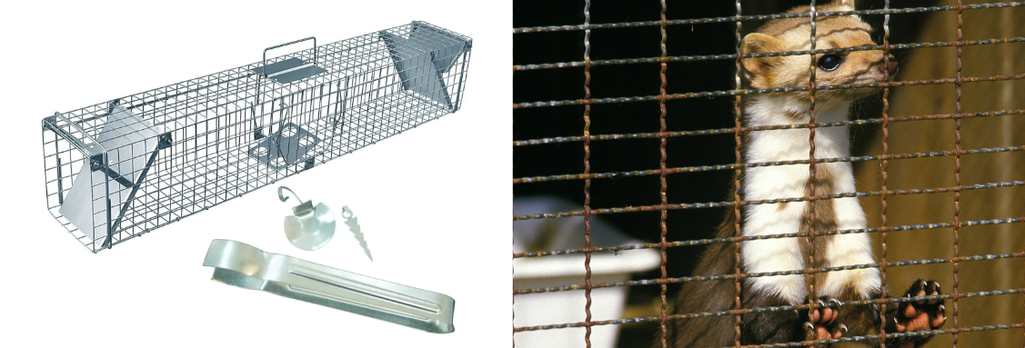 видове защита от белки