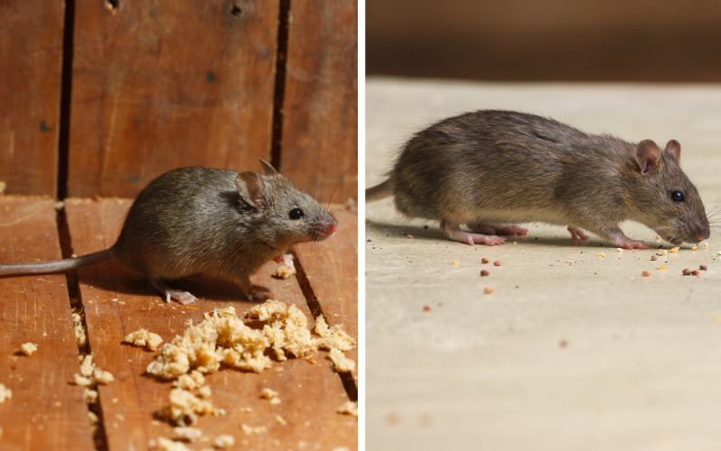 следи от мишки