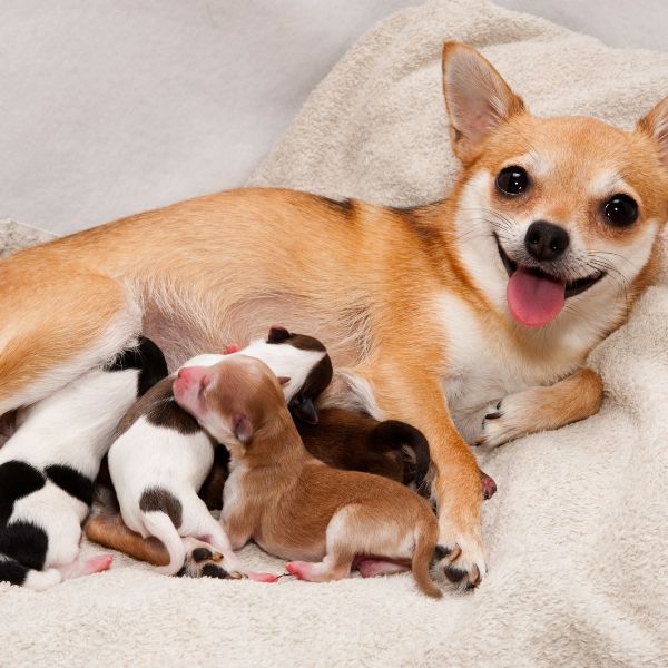 бебета кучета