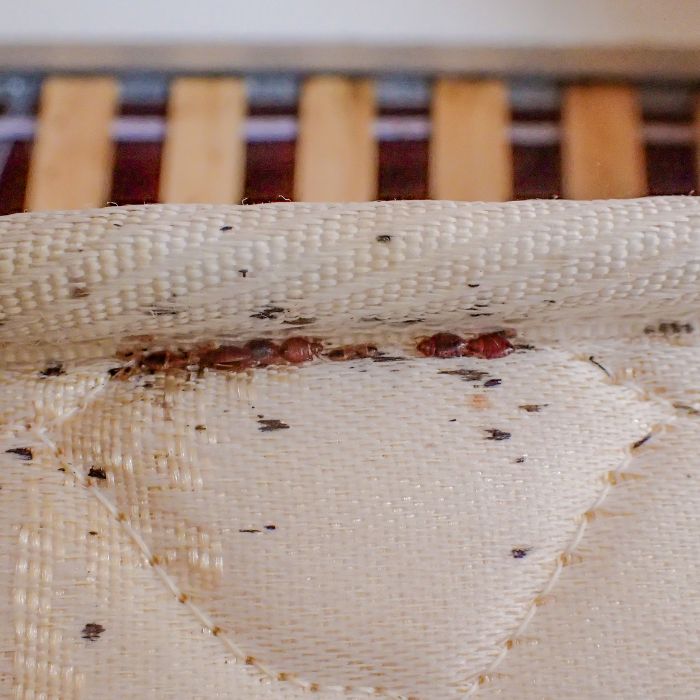 следи от дървеници по матрака