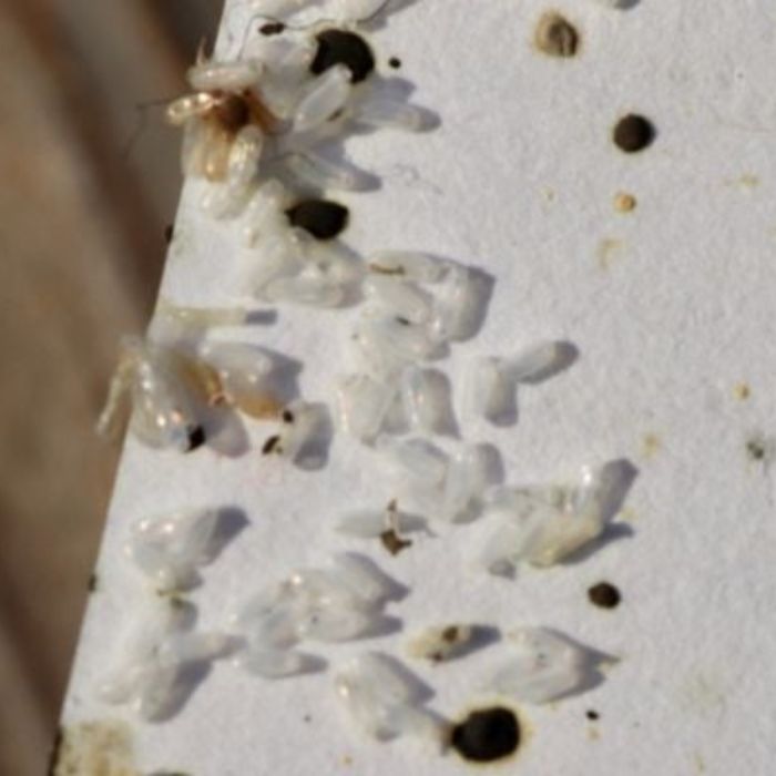 как изглеждат екзувии от дървеници