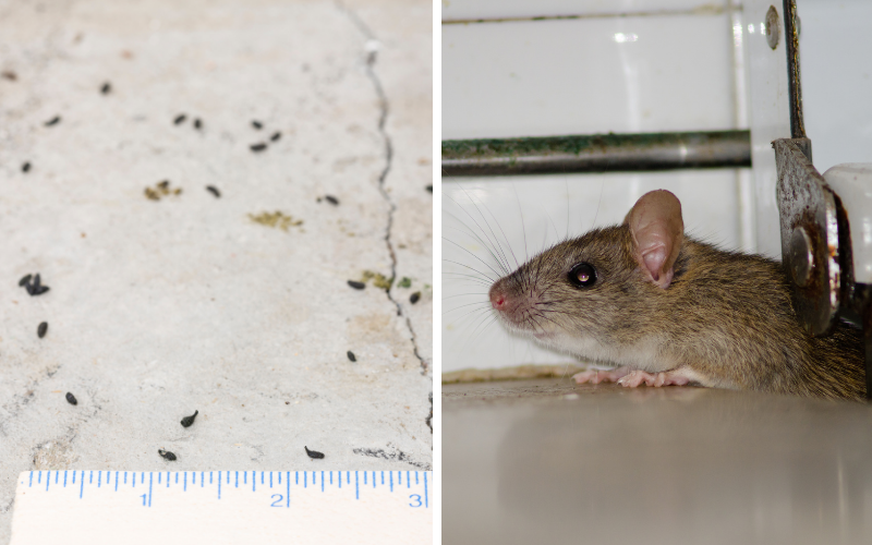 местобитание мишки