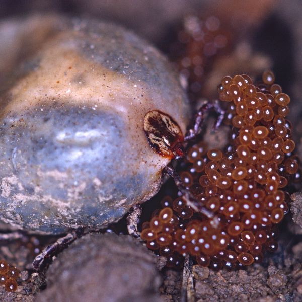 яйца кърлеж