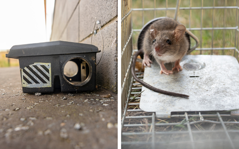 капан мишка