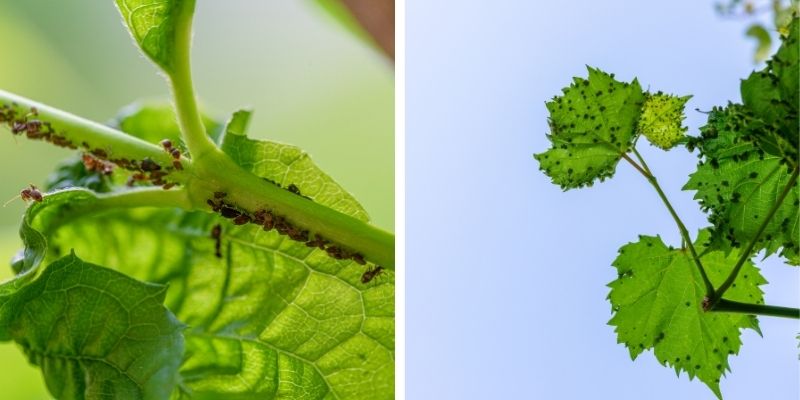 видове листни въшки