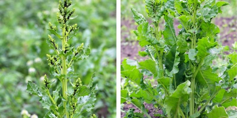 листни въшки