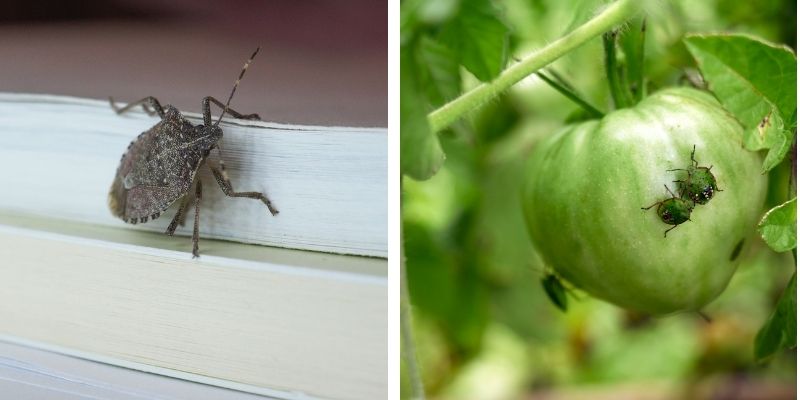 миризливки местообитание