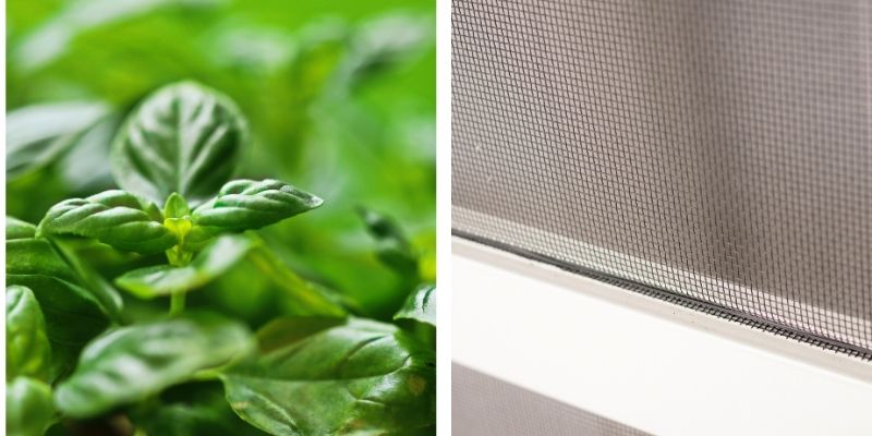 превенция миризливки